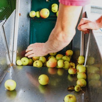 Vor dem Mosten werden die Äpfel mit der Maschine sortiert und von Hand geprüft.
