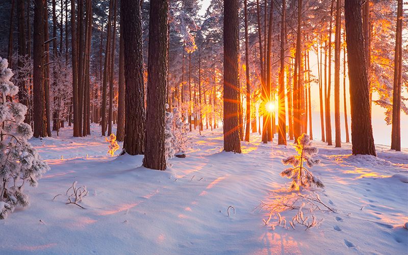 Bild zeigt einen Sonnenaufgang in einem verschneiten Wald.
