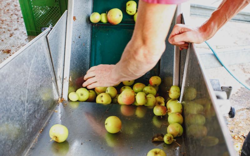Vor dem Mosten werden die Äpfel mit der Maschine sortiert und von Hand geprüft.